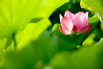 Fototapeta premium Pink Lotus with nice green background