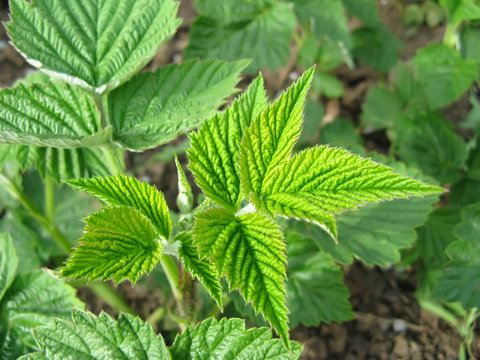 Growing raspberry in spring close-up