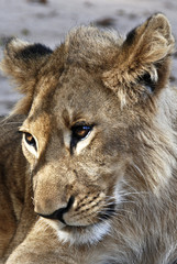 Leone nel parco Ghobe