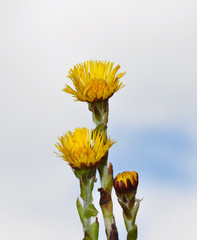 Huflattich (Tussilago farfara)