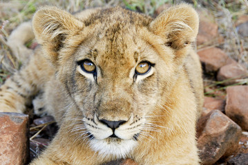 Fototapeta premium Leone nel parco Chobe