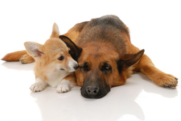 Two dogs in the studio on a white background