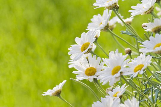 Fototapeta Margaritenblüten im Sommer