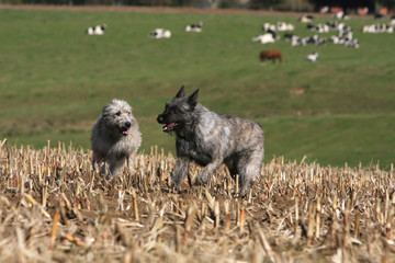 Fototapeta premium course de deux bouviers dans les champs