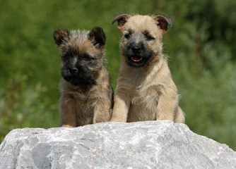 deux chiots ensemble sur un rocher