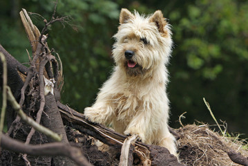 cairn terrier dans les vieilles branches