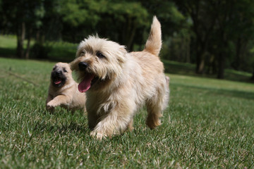 course des deux cairns terriers