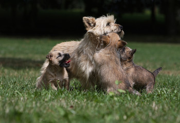 maman cairn terrier entourées de ses chiots © Dogs