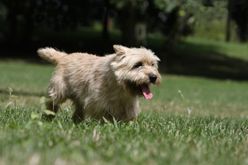 course du cain terrier fatigu&eacute;