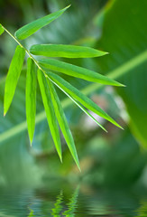 Fototapeta na wymiar bamboo leaf