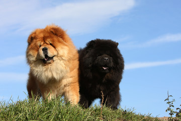 deux chow chow différents sur fond de ciel bleu