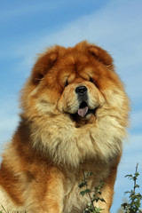 the head of the chow chow - strange dog