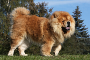 allure maladroite et pataude du chow chow rouge