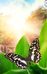 Beautiful butterfly over waterfall in wild forest