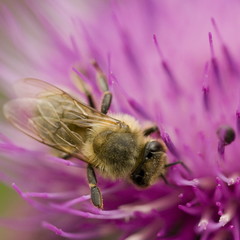 Bee on thistle - 23249311