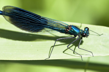 Gebänderte Prachtlibelle - Calopteryx splendens