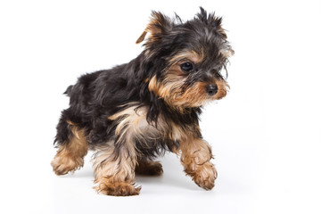 Yorkshire terrier puppy on white background