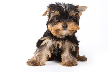 Yorkshire terrier puppy on white background