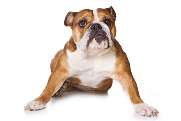 Bulldog on isolated on white