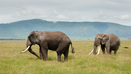 Fototapeta na wymiar Słonie z Ngorongoro
