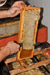 preparare telaio estrazione miele