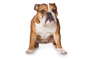 Bulldog on isolated on white