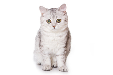 British cat on white background