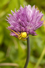 small yellow spider hiding on purple flower