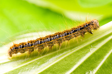 small colorful caterpillar crawling on a green leaf