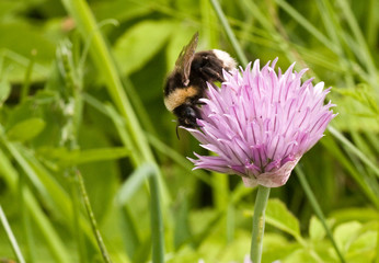 Bumblebee on purple flower in a summer meadow