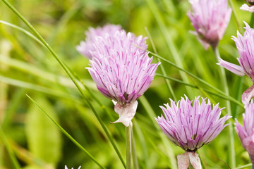 purple flowers blossom in a summer meadow