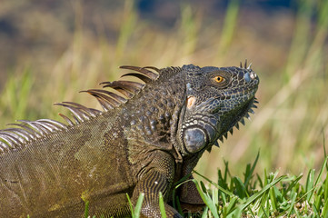 Florida Iguana
