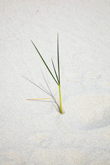 Grass straw