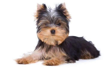 Yorkshire terrier puppy on white background