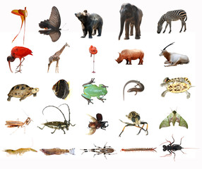 wild animal collection
