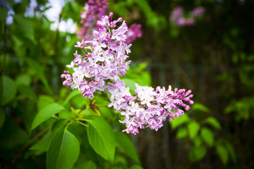 Obraz premium a bunch of lilac on a background of green
