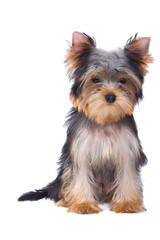 Yorkshire terrier puppy on white background