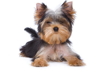 Yorkshire terrier puppy on white background