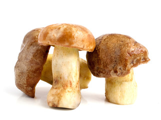 Mushrooms  (pilze)
