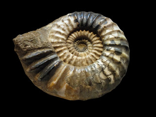 20100604_アンモナイトの化石