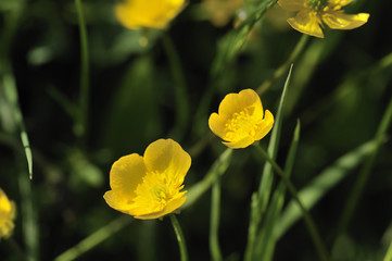 Blumen, Adonisr&ouml;schen