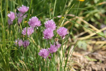 Schnittlauch blüht - Chive