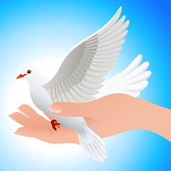 Dove in human hand