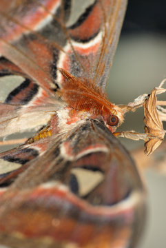 Giant Silkworm Moth Attacus Atlas