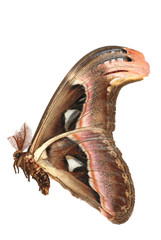 giant silkworm moth Attacus atlas