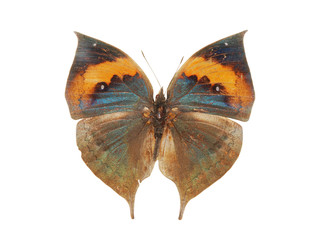 dead leaf butterfly - 23253120