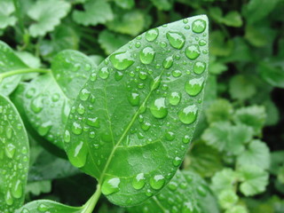 Regentropfen auf Grünpflanze