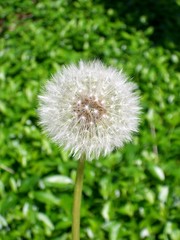 Pusteblume