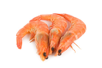 Shrimp