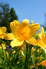 Fototapeta premium yellow lily flowers